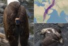 Scientists Tracked an Eagle for 20 Years—What They Learned